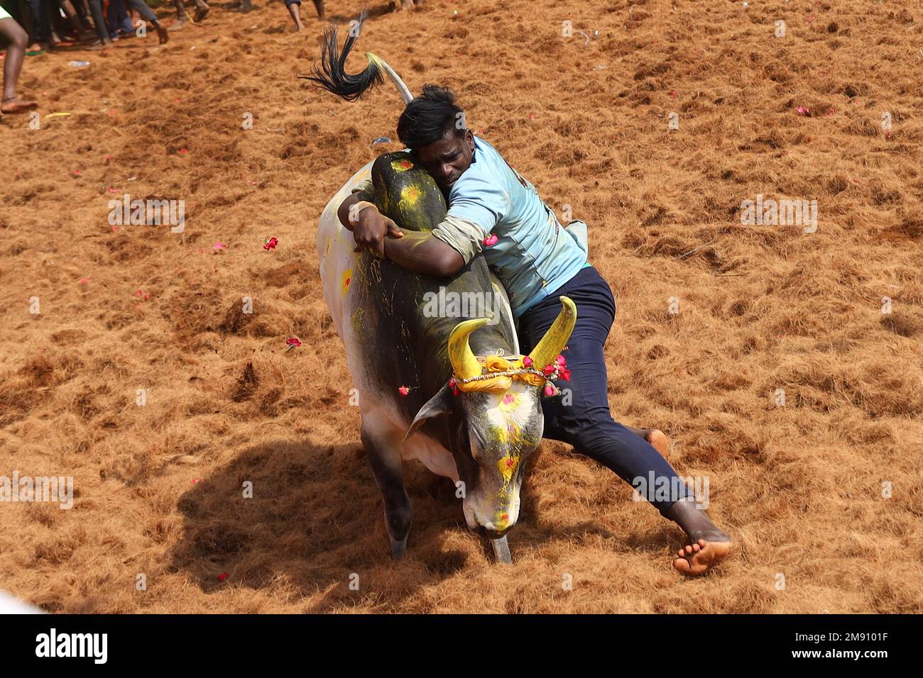 Madurai, Tamil Nadu, Indien. 16. Januar 2023. Während des jährlichen traditionellen Stierzähmfestivals „Jallikkattu“ im Dorf Palamedu am Stadtrand von Madurai in Tamilnadu versucht ein Teilnehmer, einen Stier zu kontrollieren. Jallikattu ist ein traditioneller Tamil-Stierkampf-Sport, der während Pongal, einem Erntefest im indischen Bundesstaat Tamil Nadu, stattfindet. (Kreditbild: © Sri Loganathan/ZUMA Press Wire) NUR REDAKTIONELLE VERWENDUNG! Nicht für den kommerziellen GEBRAUCH! Kredit: ZUMA Press, Inc./Alamy Live News Stockfoto