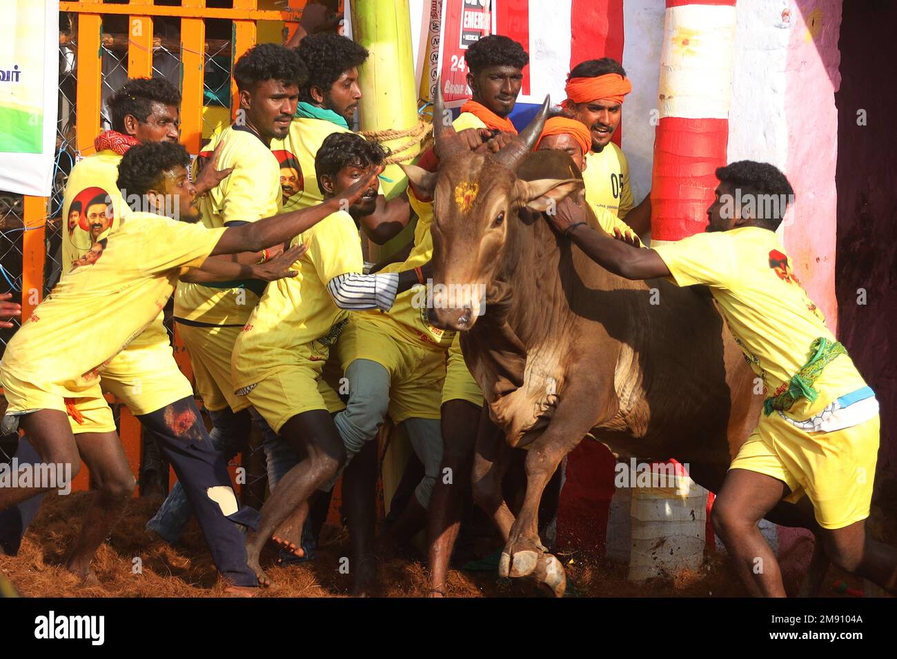 Madurai, Tamil Nadu, Indien. 16. Januar 2023. Während des jährlichen traditionellen Stierzähmfestivals „Jallikkattu“ im Dorf Palamedu am Stadtrand von Madurai in Tamilnadu versuchen die Teilnehmer, einen Stier zu kontrollieren. Jallikattu ist ein traditioneller Tamil-Stierkampf-Sport, der während Pongal, einem Erntefest im indischen Bundesstaat Tamil Nadu, stattfindet. (Kreditbild: © Sri Loganathan/ZUMA Press Wire) NUR REDAKTIONELLE VERWENDUNG! Nicht für den kommerziellen GEBRAUCH! Kredit: ZUMA Press, Inc./Alamy Live News Stockfoto