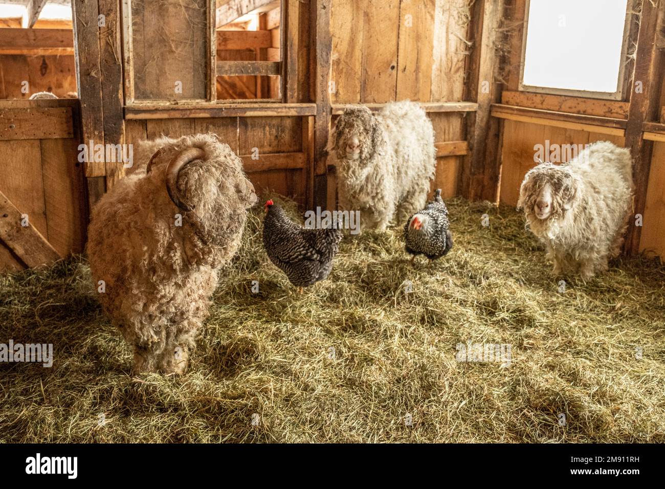 Angora-Ziegen auf einer Farm in Massachusetts Stockfoto