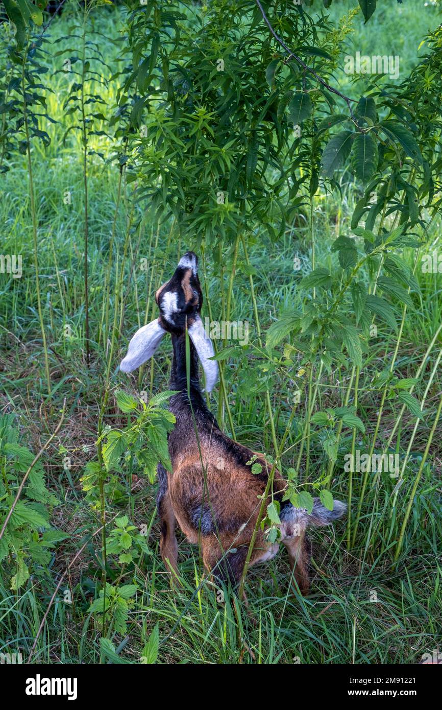 Nubische Ziegen auf einer Farm in Massachusetts Stockfoto