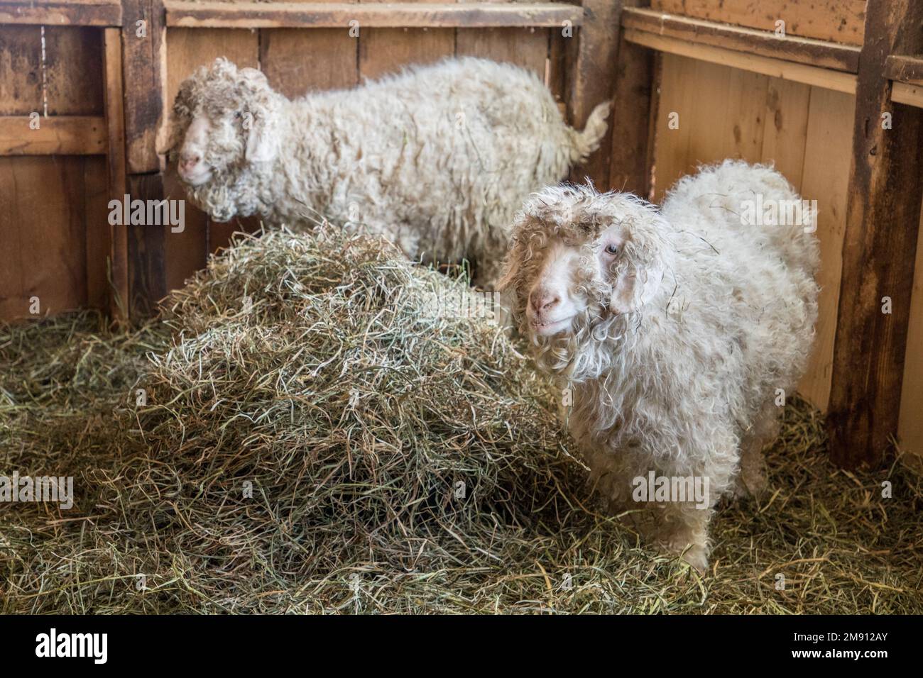 Angora-Ziegen auf einer Farm in Massachusetts Stockfoto