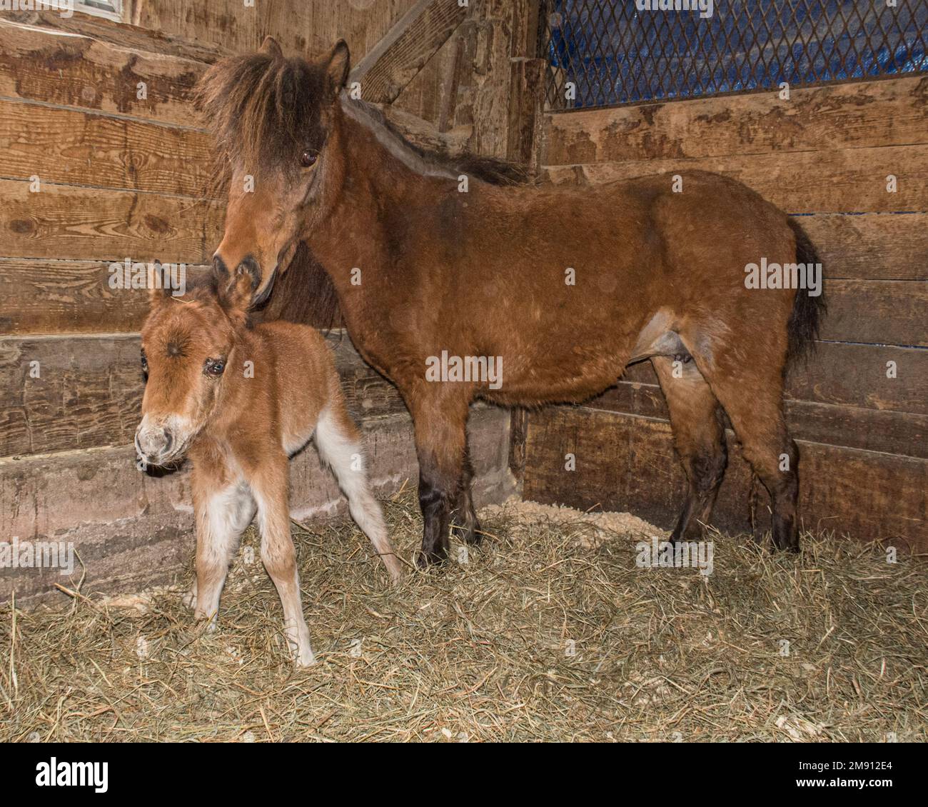 Ein Mini-Pferd und ihr neugeborenes Fohlen Stockfoto