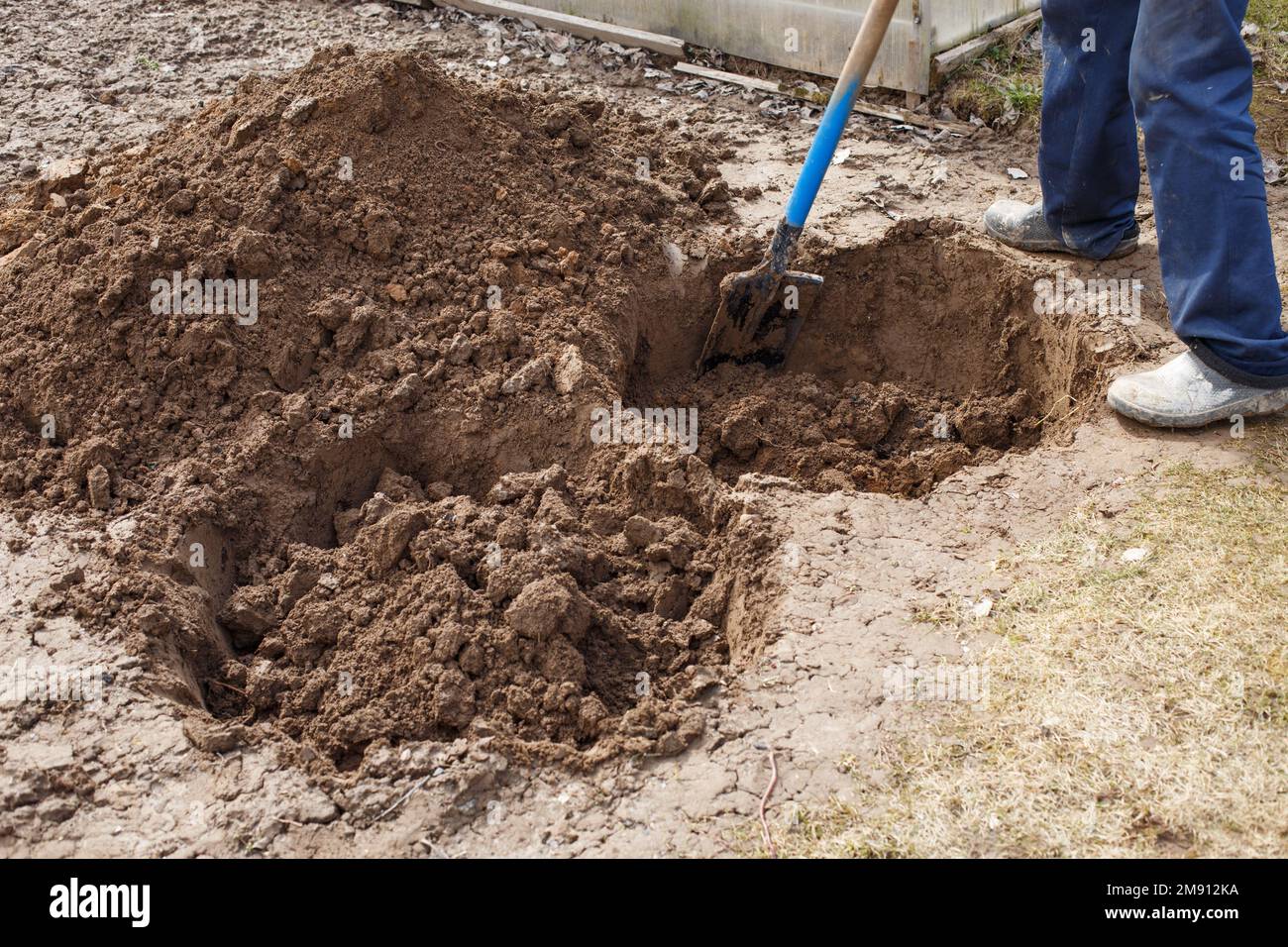 Ein Mann gräbt ein Loch, weil er einen Obstbaum im Garten pflanzt. Stockfoto