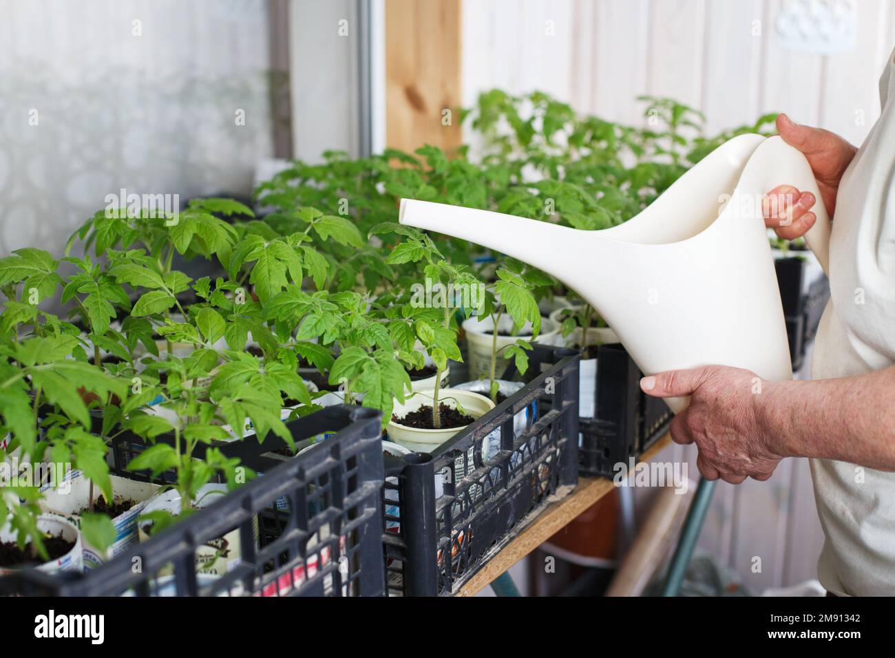 Eine Frau, die Tomatenkeimlinge auf dem Balkon aus einer Gießkanne anbaut und gießt. Stockfoto