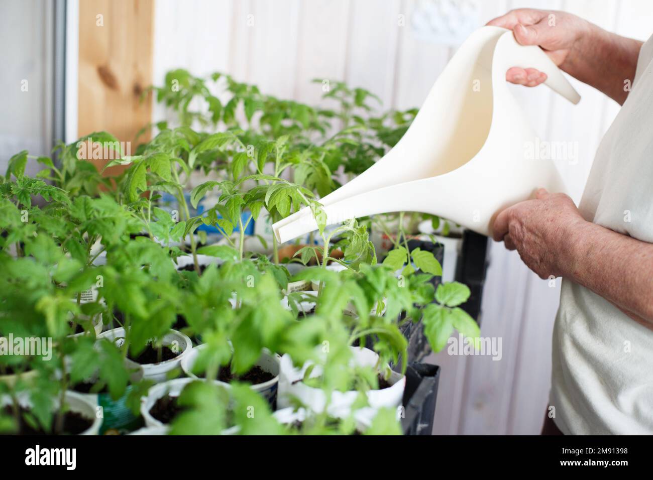Eine Frau, die Tomatenkeimlinge auf dem Balkon aus einer Gießkanne anbaut und gießt. Stockfoto