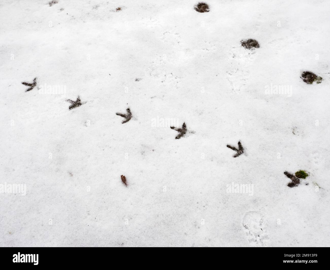 Ein Fasanenfußabdruck im Schnee in Ambleside, Lake District, Großbritannien. Stockfoto