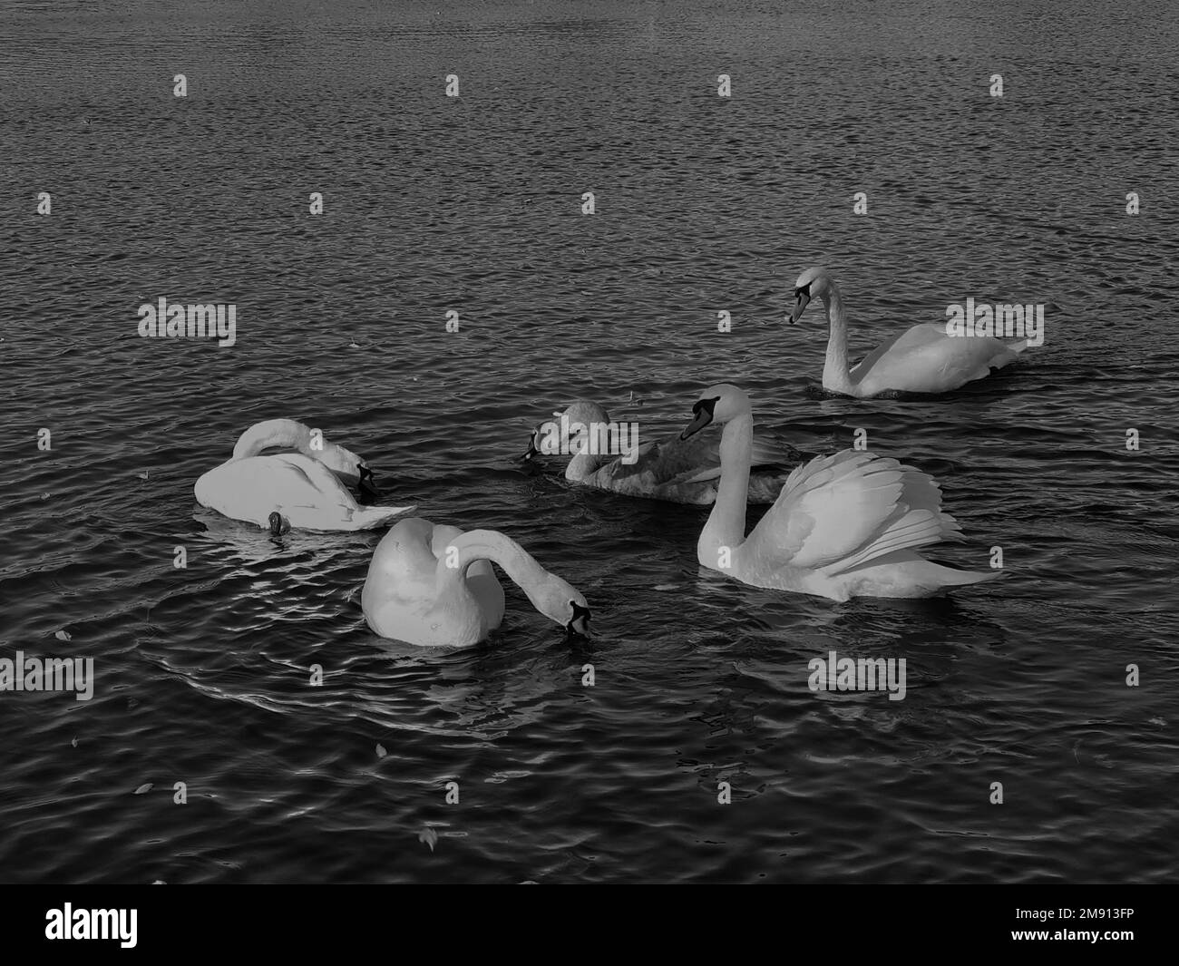 Eine Grauskala einer Gruppe von Schwanen, die Wasser trinken, während sie im See schwimmen Stockfoto