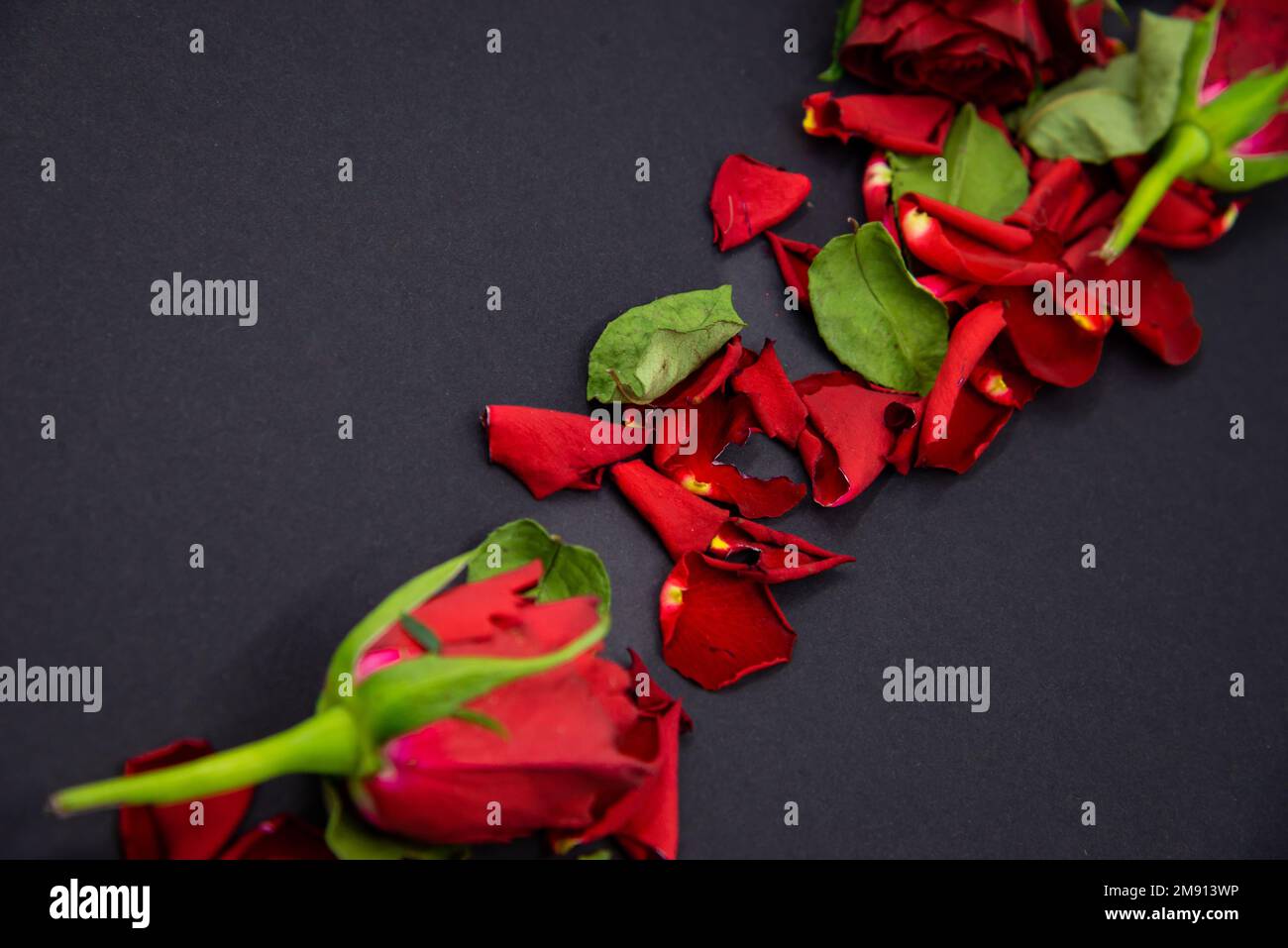 Nahaufnahme von roten Rosenblumen und grünen Blättern auf schwarzem Hintergrund. Stockfoto