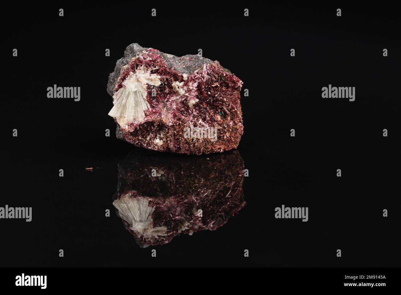 Nahaufnahme von rohem, karmesinem Erythrite-Mineralstein auf schwarzem Hintergrund mit Reflexion Stockfoto