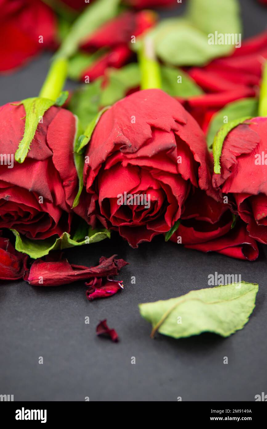 Nahaufnahme von roten Rosenblumen mit gefallenen Blättern auf schwarzem Hintergrund. Stockfoto