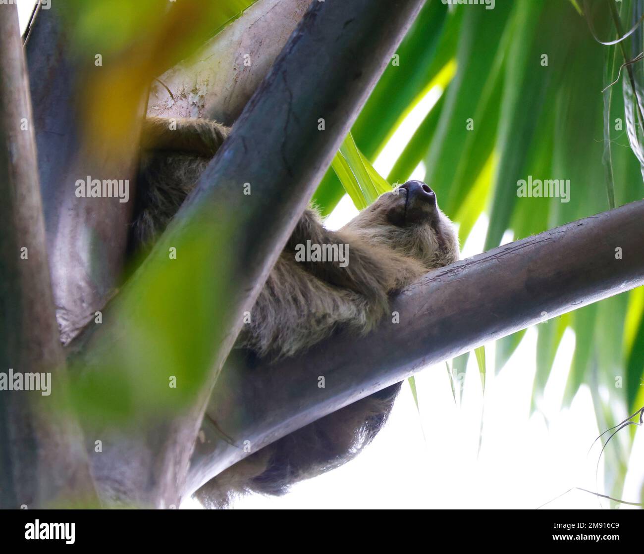 Ein Faultier, das auf einer Palme schlief Stockfoto