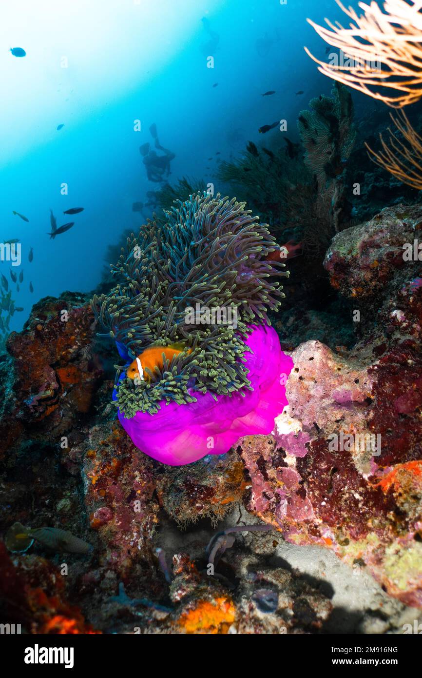 Rosa Anemone und Clownfisch Nemo, Taucher und Sonne Foto Finden nemo Unterwasserfotografie Stockfoto