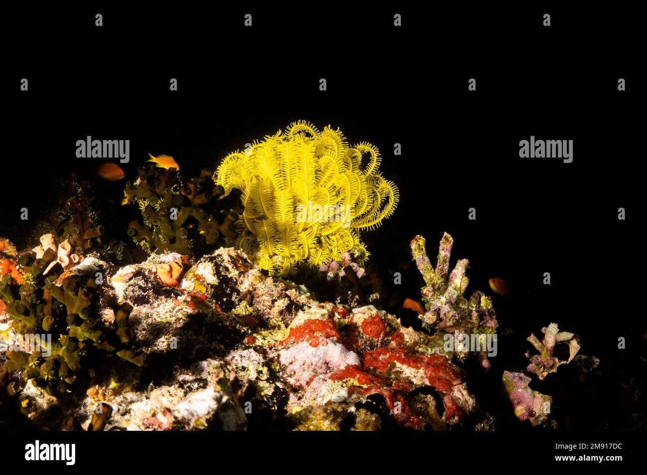 Krinoide sind Meerestiere der Klasse Crinoidea, werden gemeinhin Seerosen genannt, während die ungestalkten Formen Federsterne oder Komatuliden genannt werden Stockfoto
