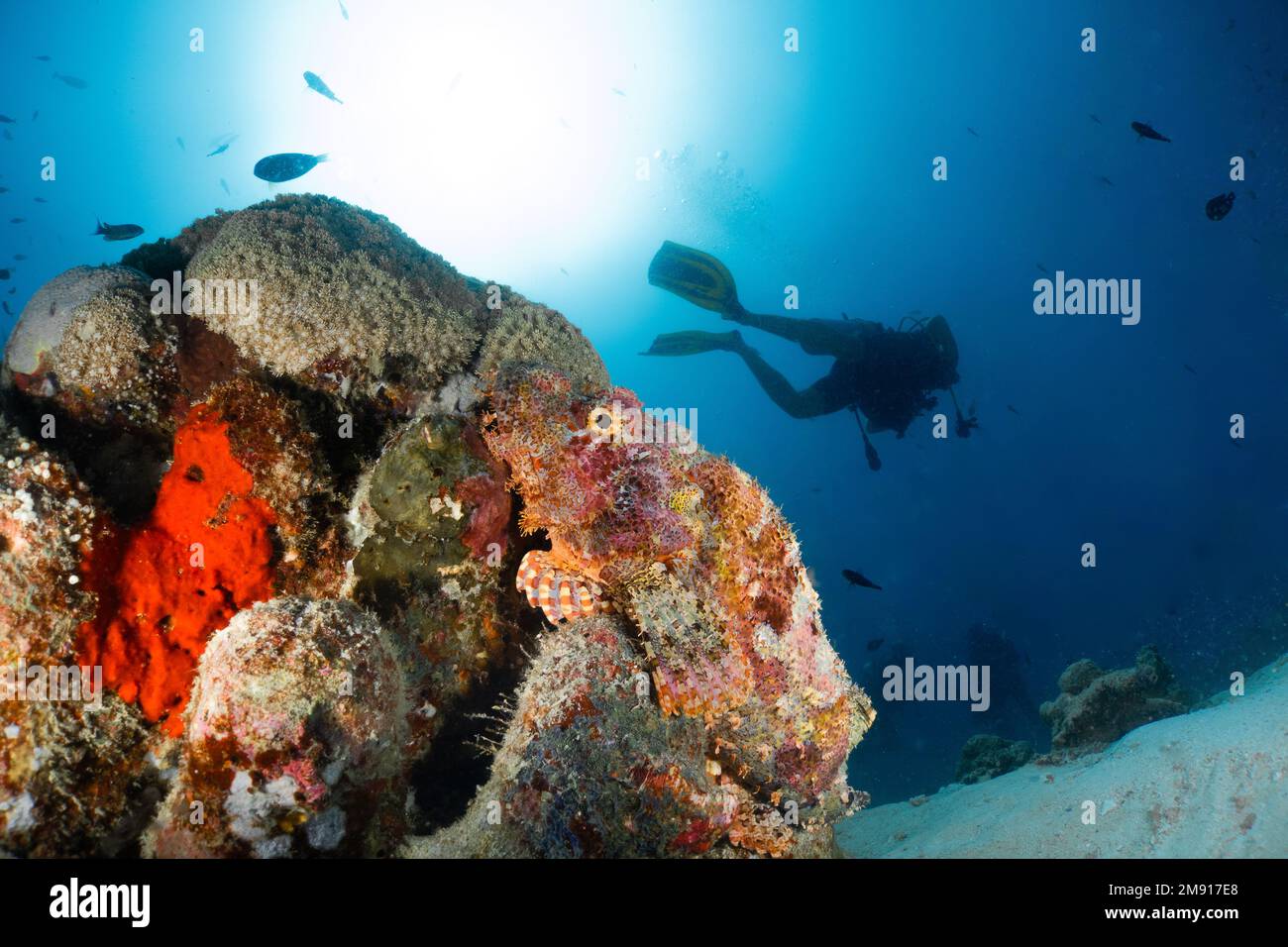 Scorpaenidae, auch bekannt als Skorpionfisch, ist eine der giftigsten Arten der Welt. Skorpionfische haben eine Art 'Stting' mit giftigem Schleim Stockfoto