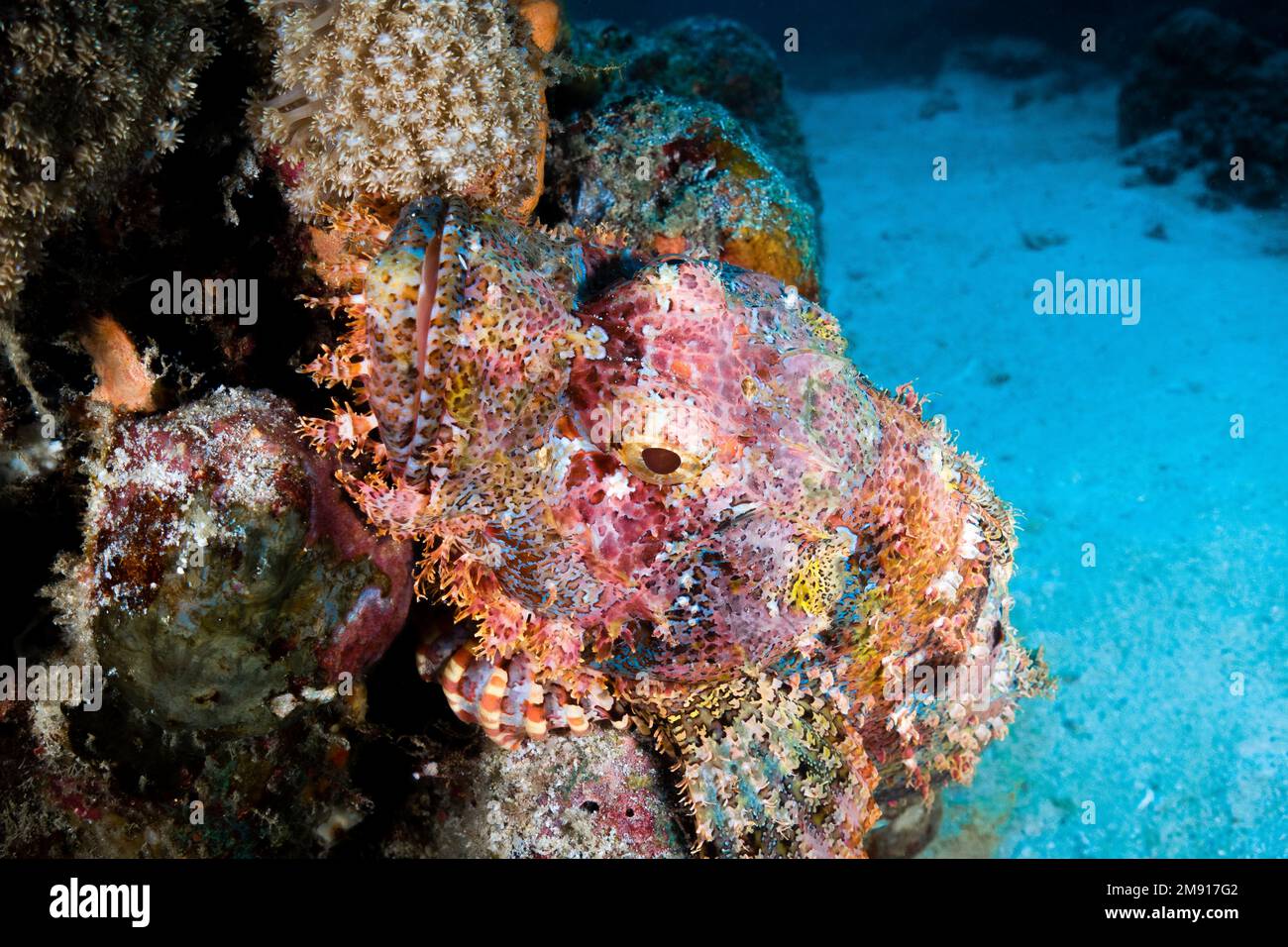 Scorpaenidae, auch bekannt als Skorpionfisch, ist eine der giftigsten Arten der Welt. Skorpionfische haben eine Art 'Stting' mit giftigem Schleim Stockfoto
