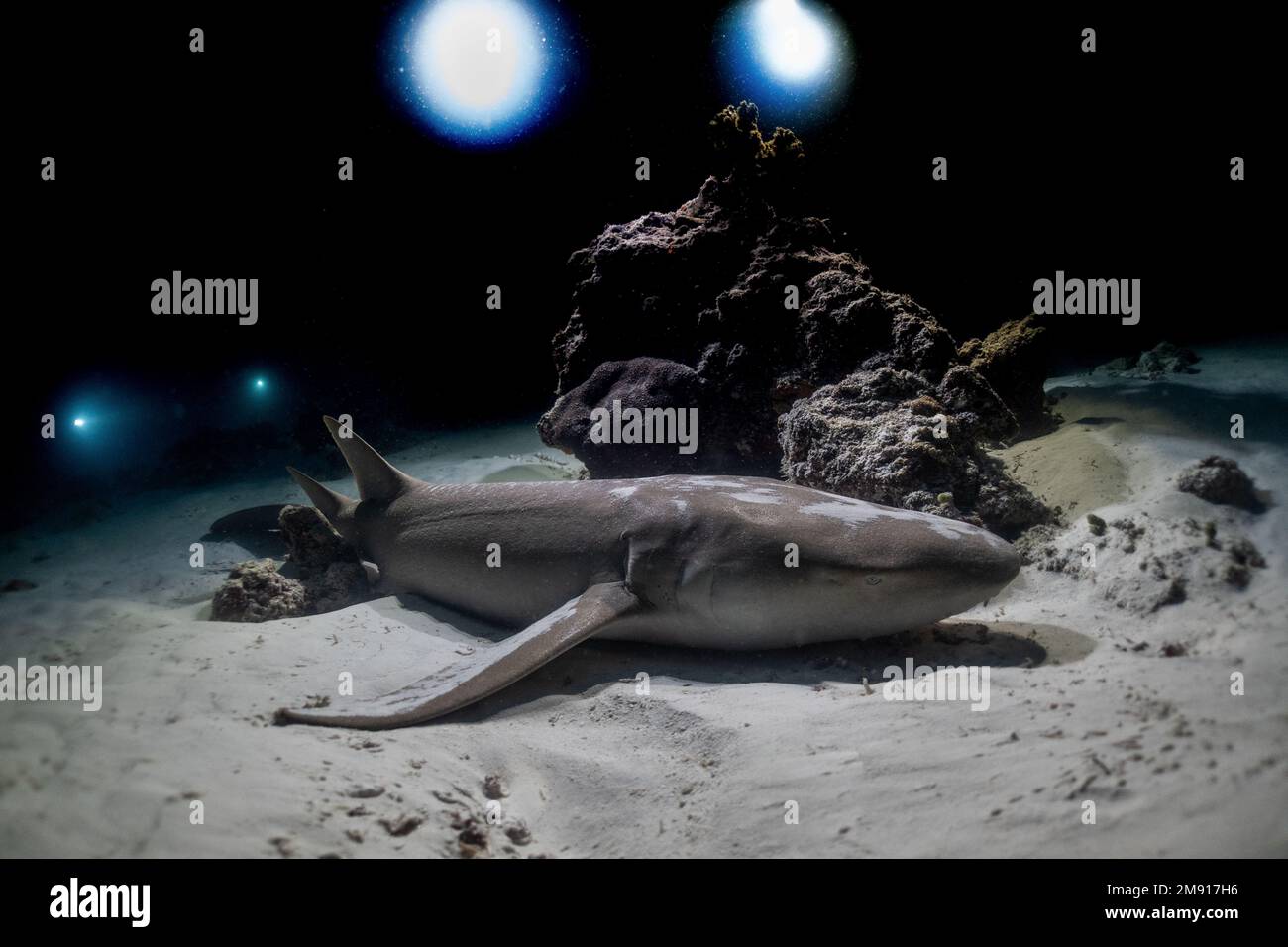 Nachttauchen mit Ammenhai auf den Malediven, Alimatha Jetty, Vaavu-Atoll, Indischer Ozean. Stockfoto