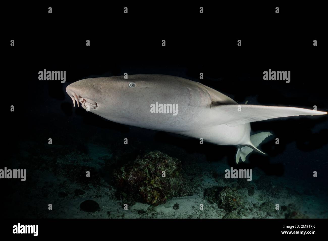 Nachttauchen mit Ammenhai auf den Malediven, Alimatha Jetty, Vaavu-Atoll, Indischer Ozean. Stockfoto