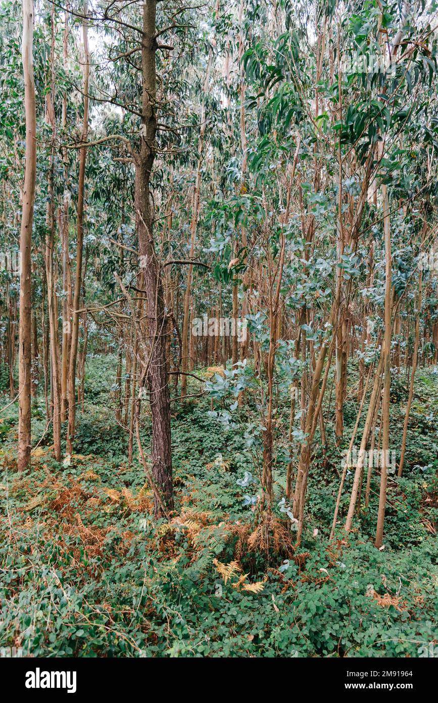 Eucalyptus tree trees plantation -Fotos und -Bildmaterial in hoher ...
