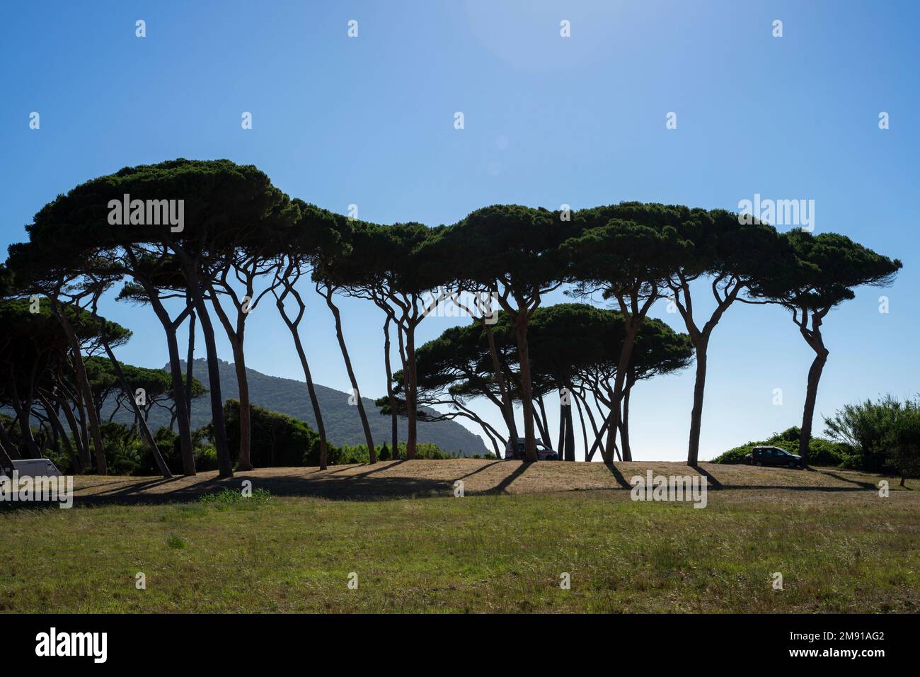 Kiefern an der toskanischen Küste, Italien Stockfoto