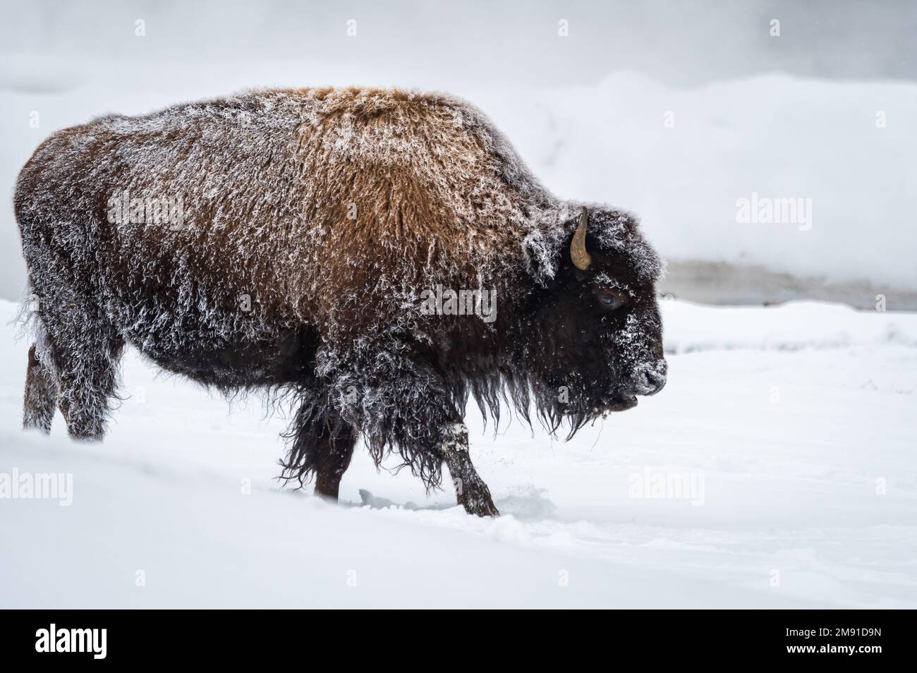 Büffel Weiden im Yellowstone National Park Stockfoto