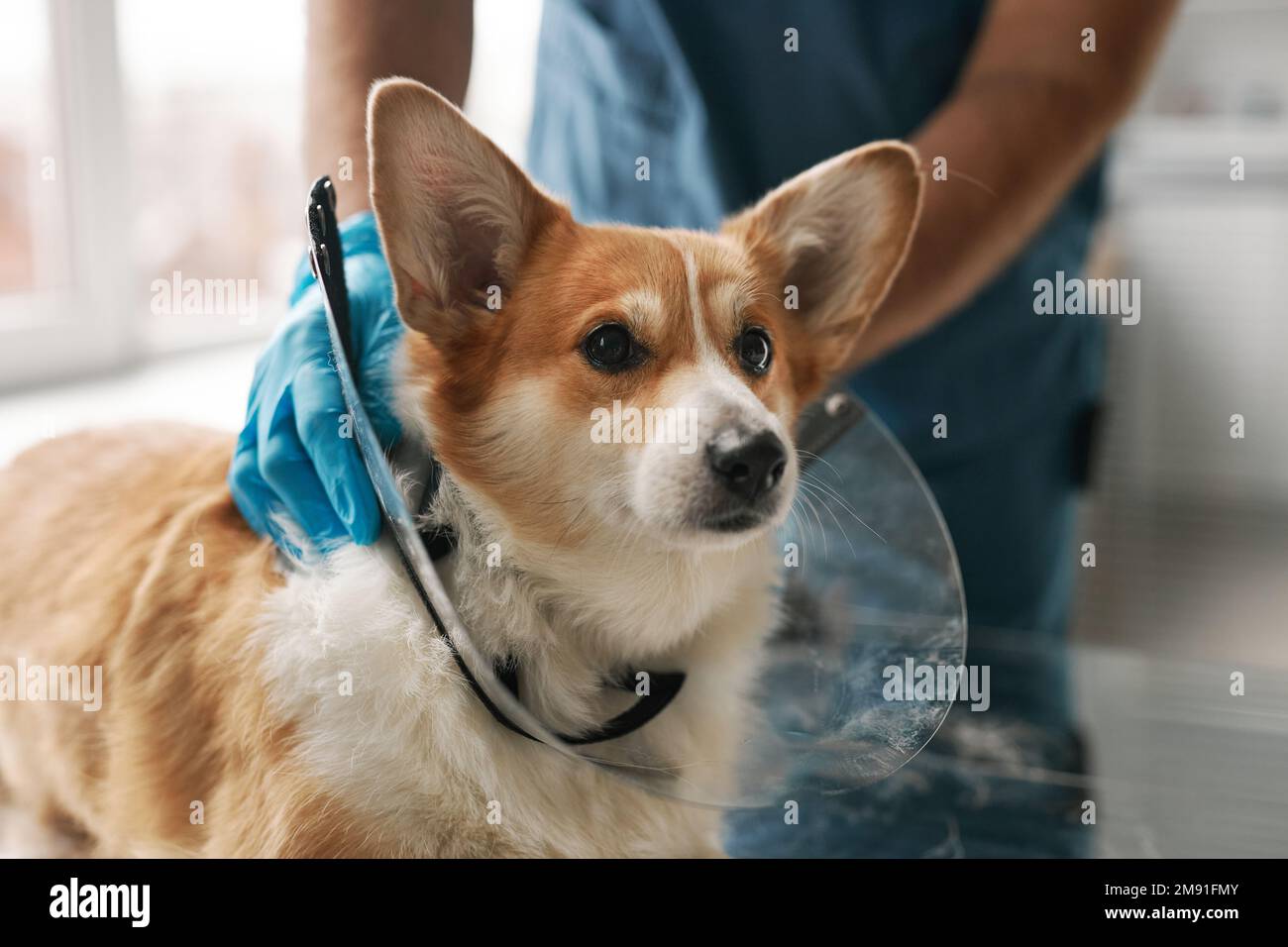 Nahaufnahme eines süßen Corgi-Hundes mit Halsschutz vor der Kamera gegen den Tierarzt während der ärztlichen Untersuchung Stockfoto