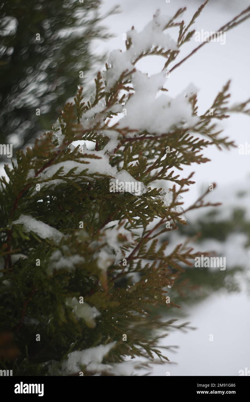 Grüne Thuja-Äste mit Schnee bedeckt. Gefrorene Pflanzen. Wintersaison. Walddetails. Schönheit in der WinterNatur Stockfoto