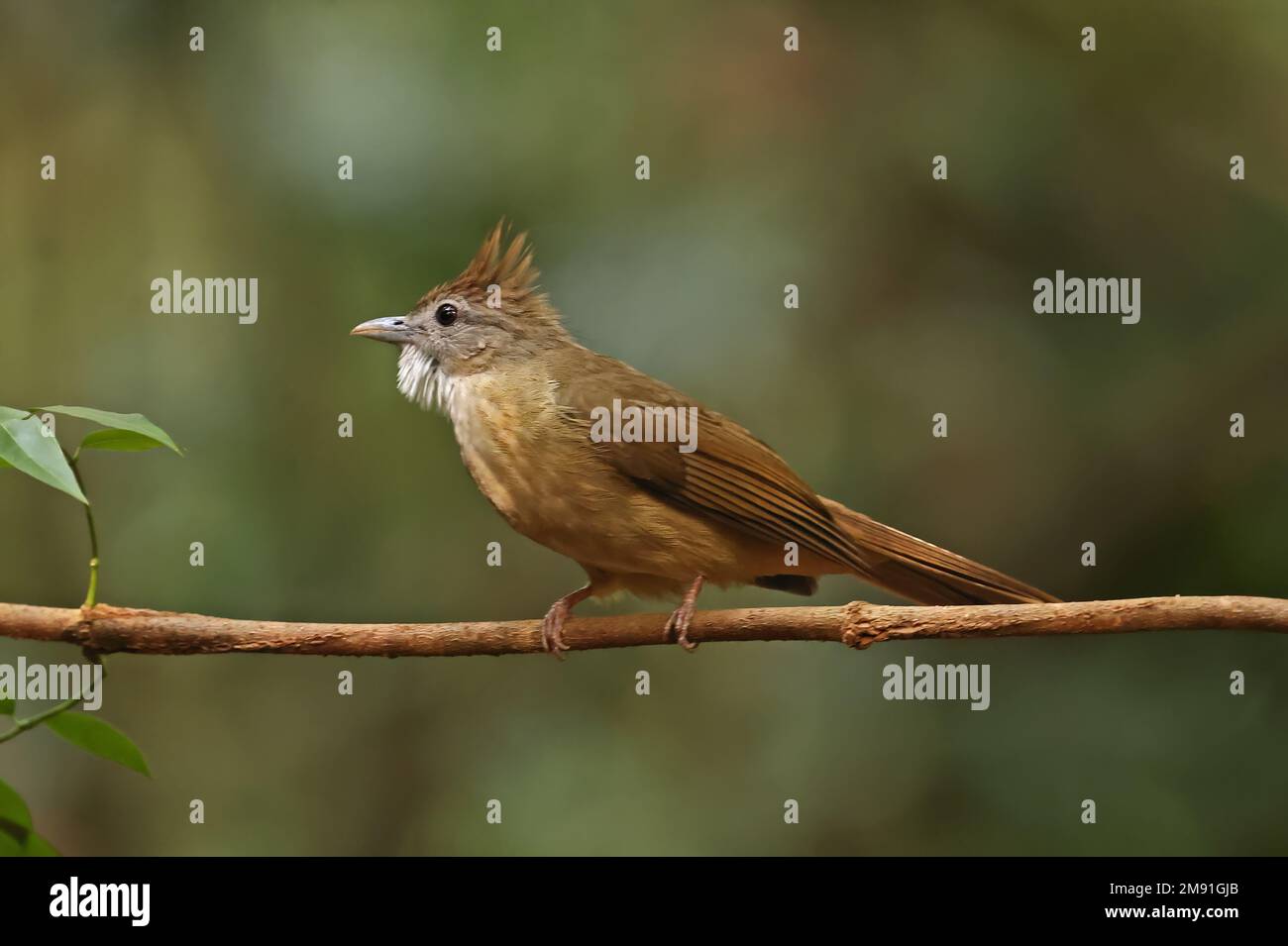 Ochraceous Bulbul, Erwachsener auf einem Ast im Regenwald, Vietnam, Dezember Stockfoto