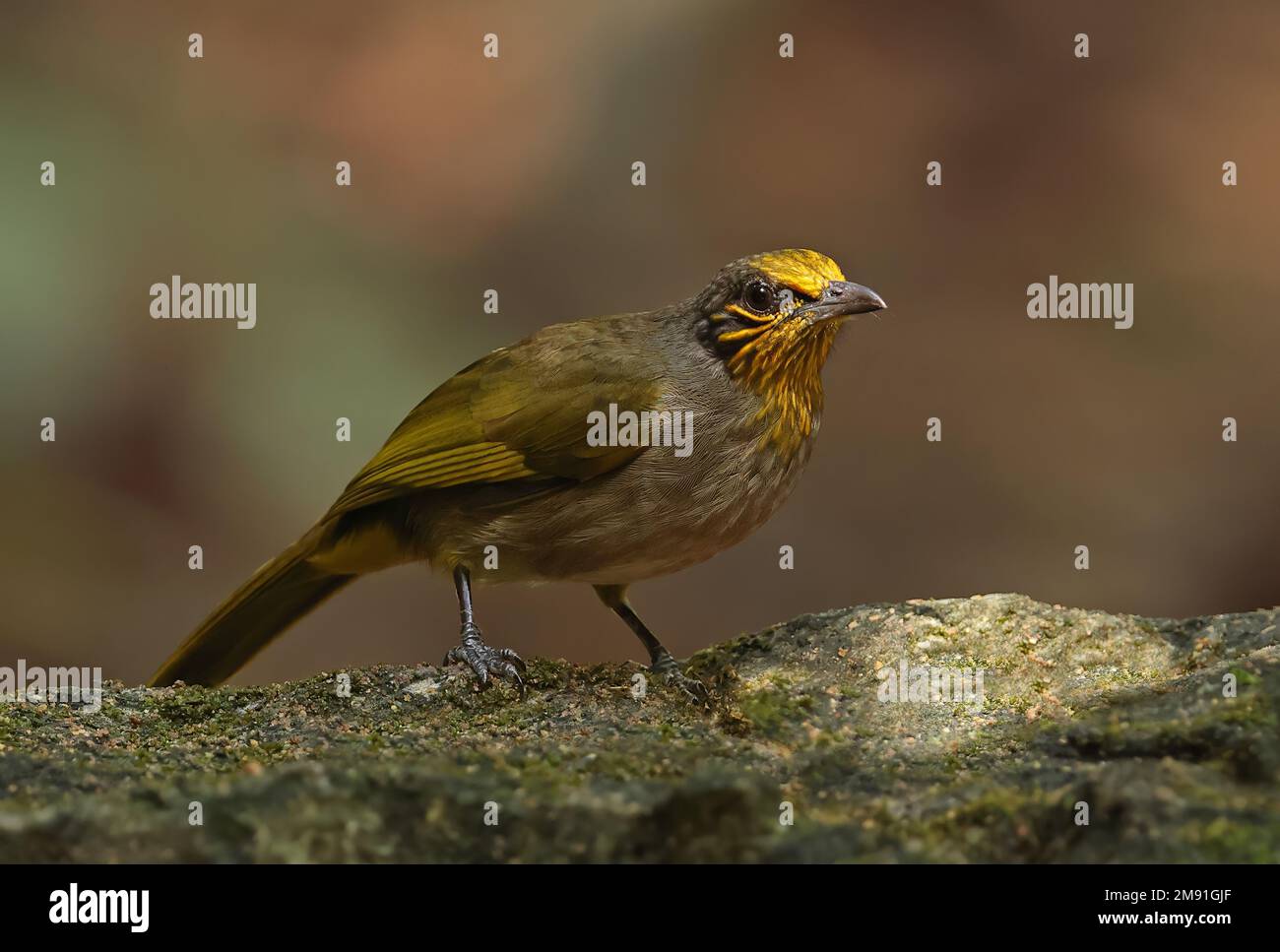 Bulbul (Pycnonotus finlaysoni eous), Erwachsener, der auf einer Felskatze Tien, Vietnam, steht. Dezember Stockfoto