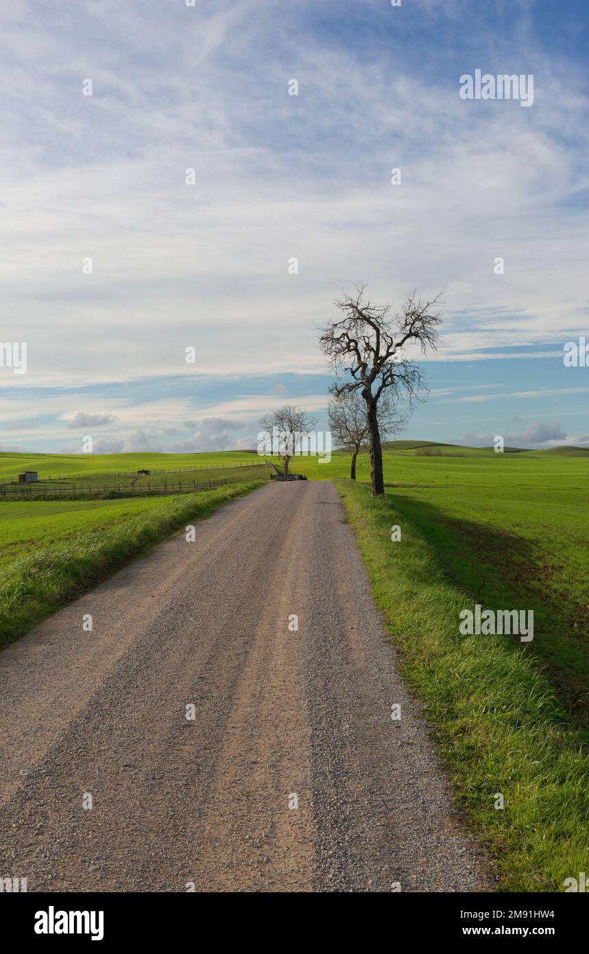 Landschaft eines grünen Ackerfelds in der Toskana und ein großer Baum an einem Wintertag mit blauem Himmel und weißen Wolken. Stockfoto