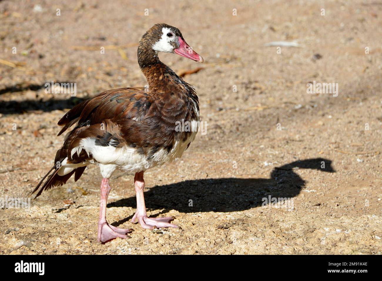 Am Boden stehende, vom Profil aus sichtbare Sporengans (Plectroterus gambensis) Stockfoto
