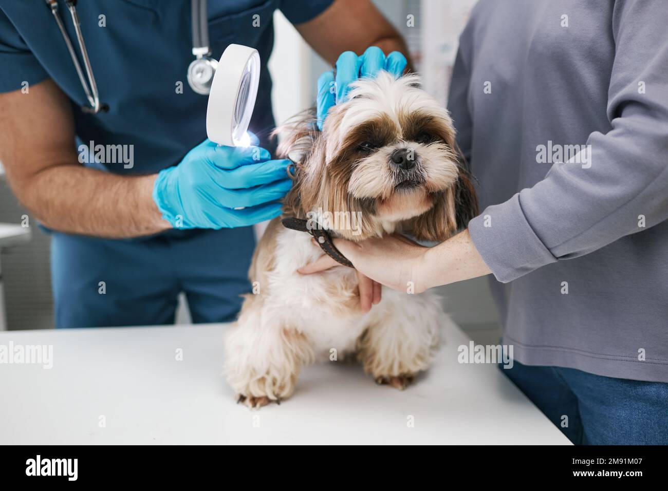 Nahaufnahme des Tierarztes mit Lupe, die den süßen, flauschigen yorkshire Terrier auf dem medizinischen Tisch von der Besitzerin untersucht Stockfoto