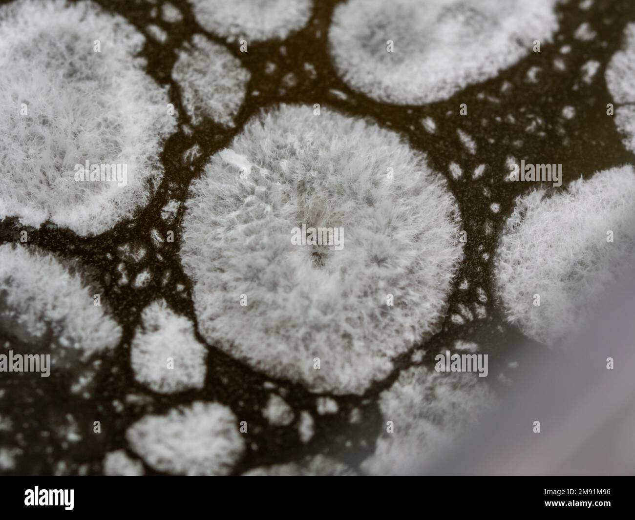 Pilz sporen mikroskop -Fotos und -Bildmaterial in hoher Auflösung – Alamy