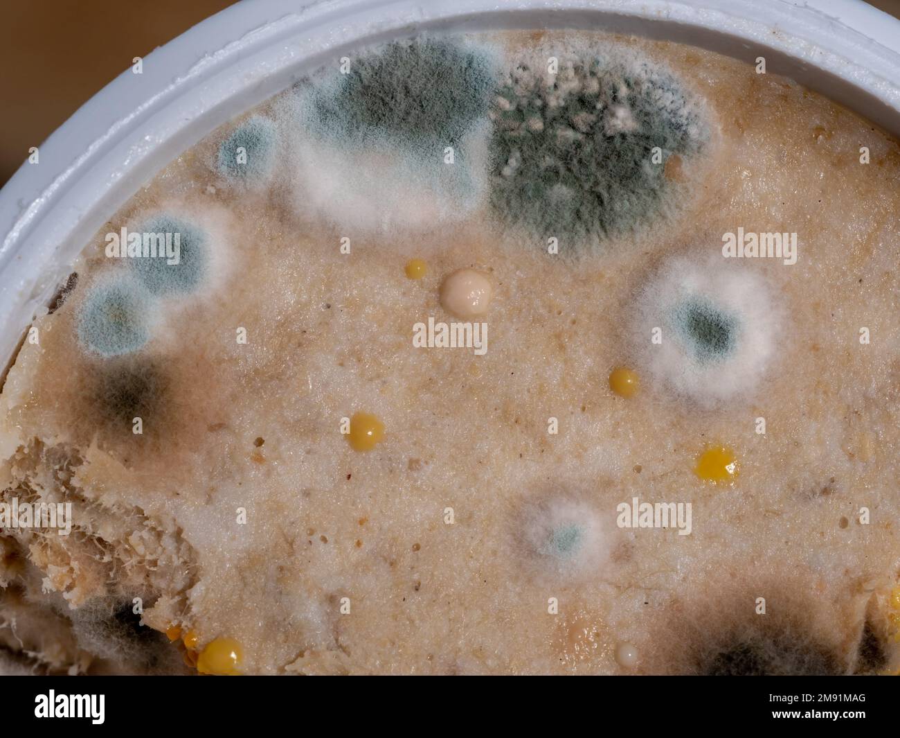 Weißer Schimmel auf Essen, verdorbenes Essen, Makrofoto Stockfoto