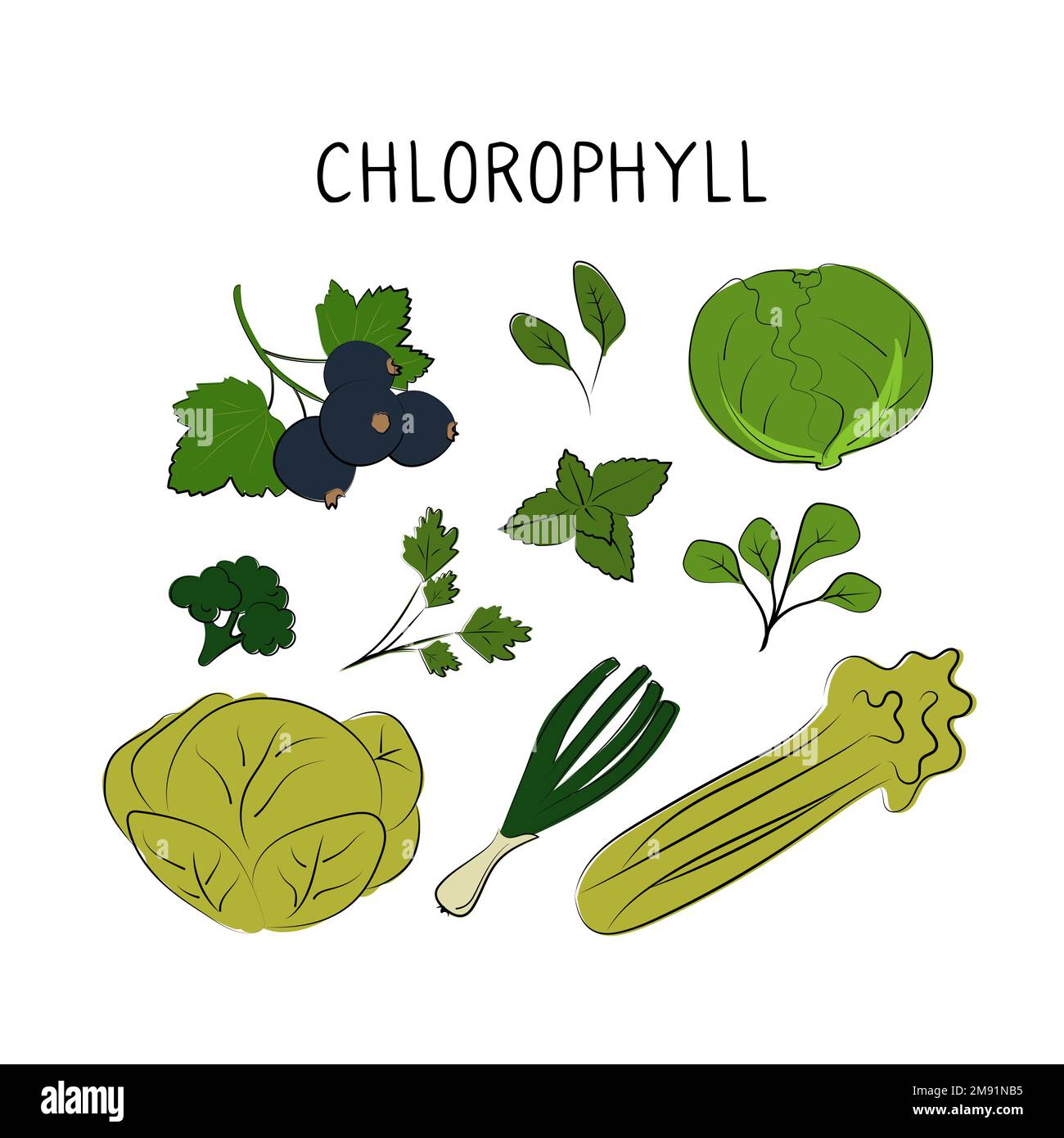 Chlorophyllhaltige Lebensmittel. Gruppen von gesunden Produkten, die Vitamine und Mineralien enthalten. Obst, Gemüse, Fleisch, Fisch und Milchprodukte. Stock Vektor