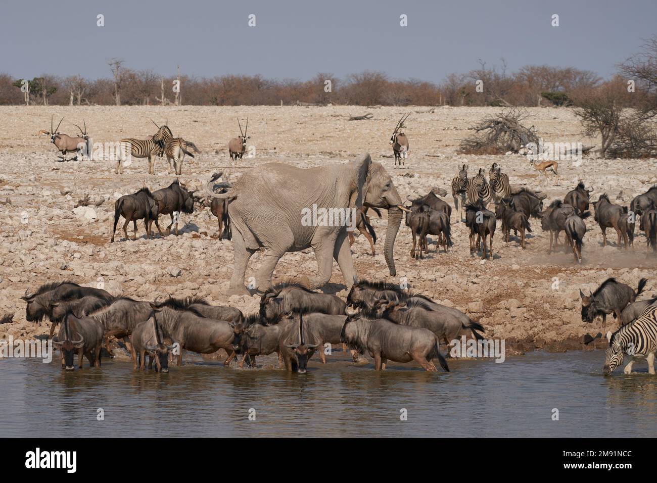 Blauer Wildebeest (Connochaetes taurinus), der an einem überfüllten Wasserloch im Etosha-Nationalpark, Namibia, trinkt Stockfoto