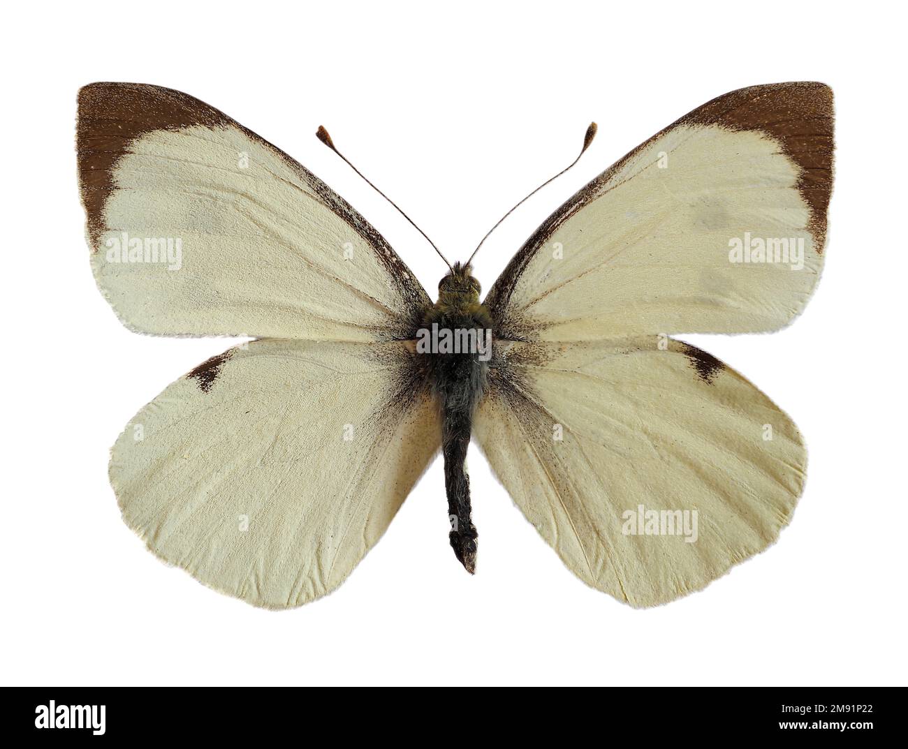 Männlicher großer weißer Schmetterling, auch als Kohlschmetterling oder Kohlweiß (Pieris brassicae) bezeichnet, offene Flügel isoliert auf weißem Hintergrund Stockfoto