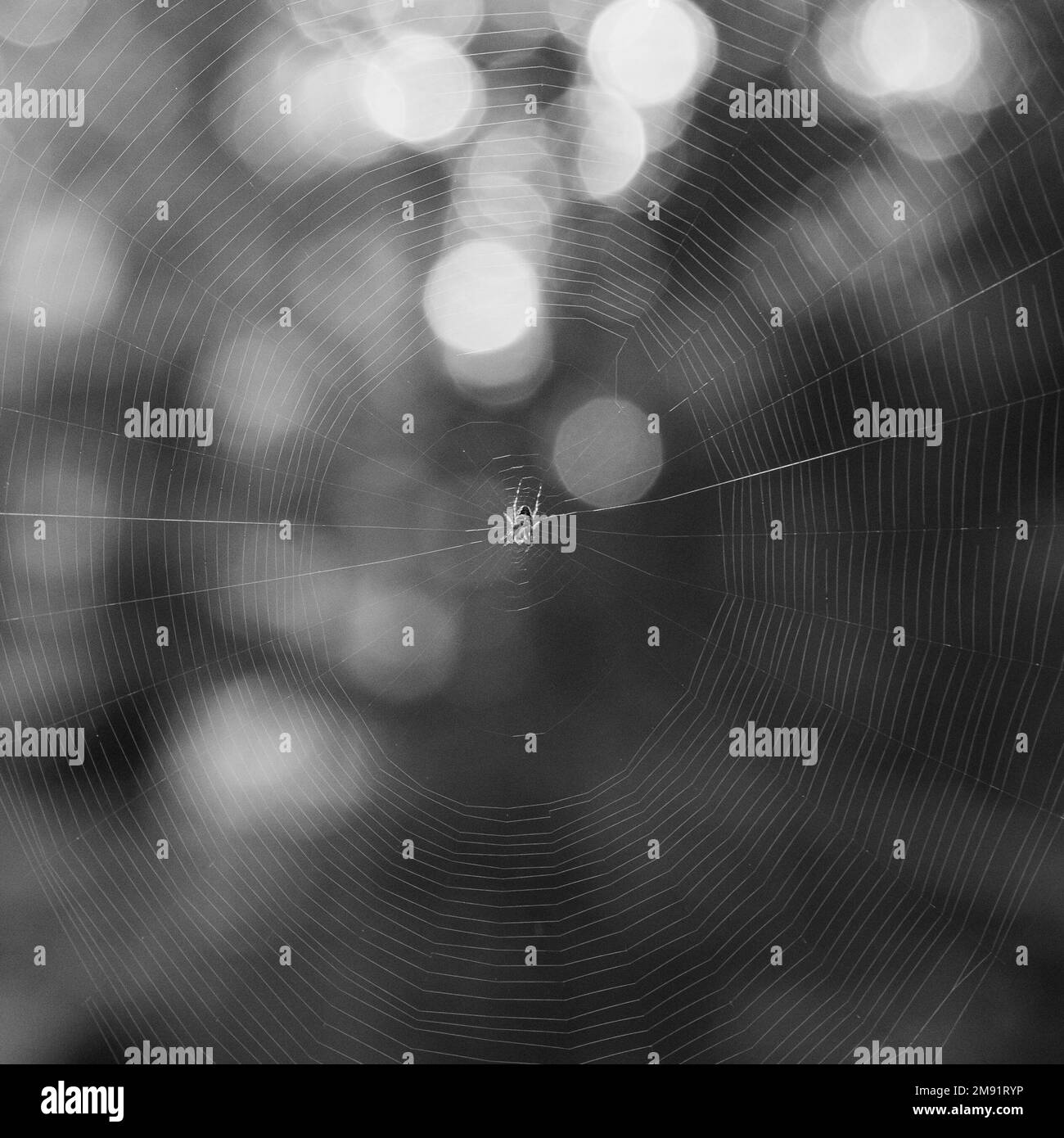 Ein Netz in einem dunklen Wald, eine kleine unauffällige Spinne auf einem Netz, das von ihr gespuckt wird, spuckt auf ihre Beute, Bokeh im Hintergrund. Stockfoto