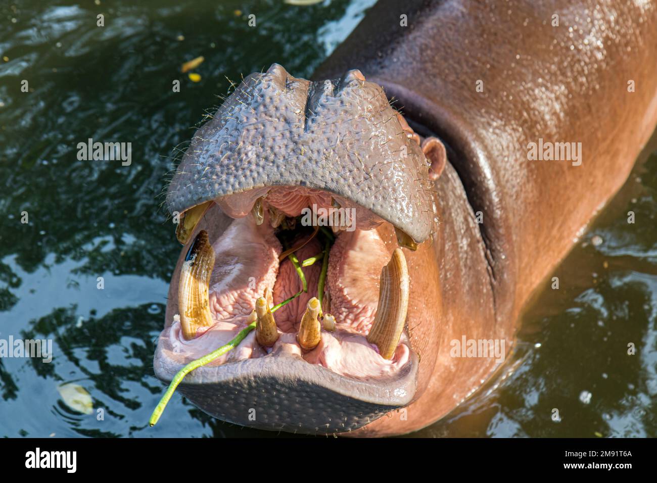 Nilpferd steht im Wasser mit Pflanzen im offenen Mund Stockfoto