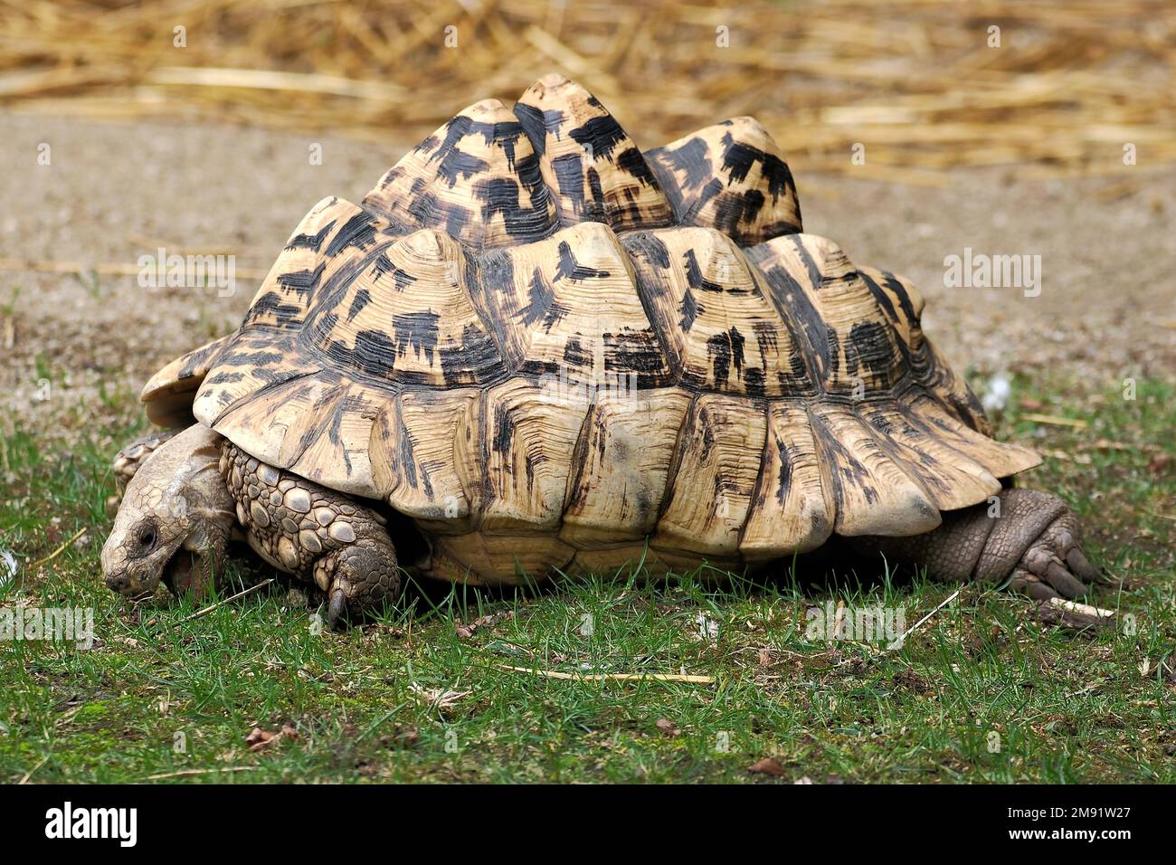 Uber die Schließung von Leopardenschildkröte (Stigmochelys pardalis) beim Verzehr von Gras Stockfoto
