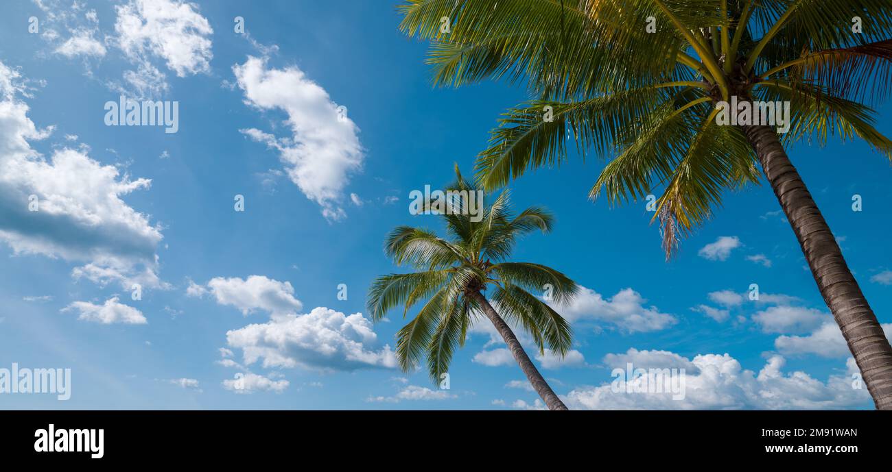 Tropischer Sommerhintergrund. Palmen und wunderschöner blauer Himmel Stockfoto