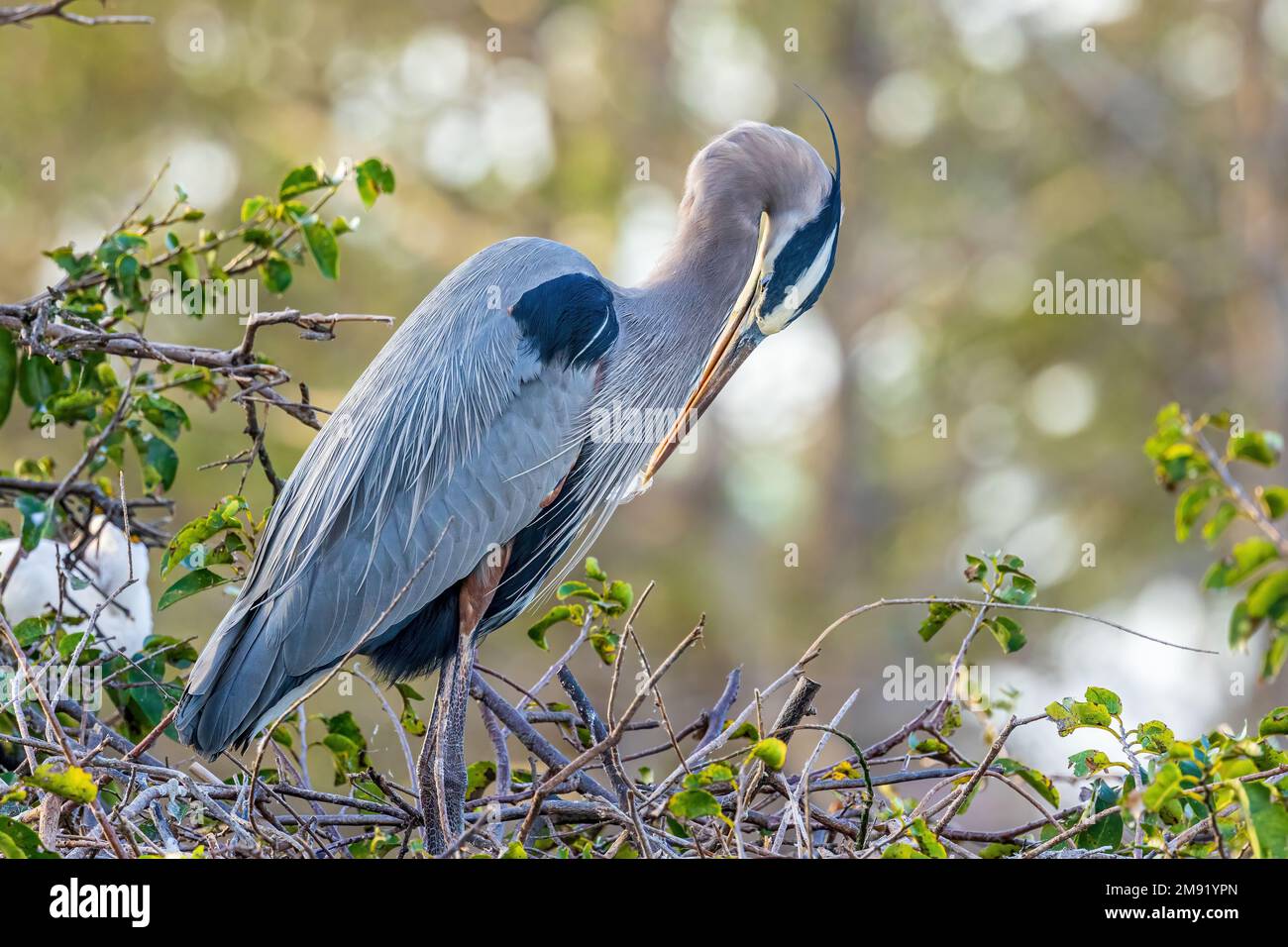 Der graue Reiher ist ein leicht erkennbarer Vogel mit grauem Rücken, langen Beinen, einem langen weißen Hals, Leuchtend gelber Schirm und ein schwarzer Ösenstreifen, der weitergeht Stockfoto