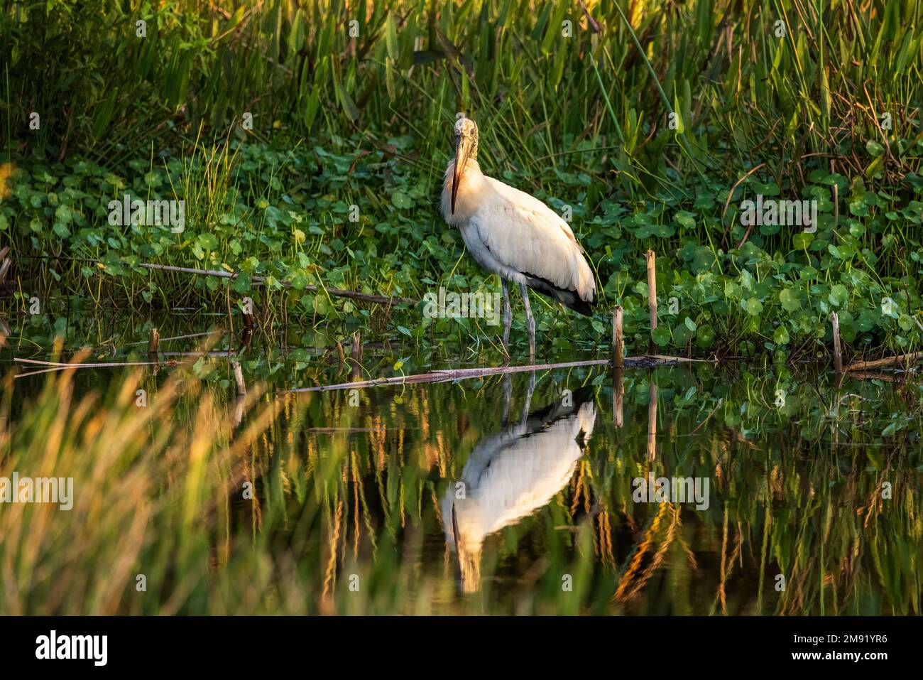 Der graue Reiher ist ein leicht erkennbarer Vogel mit grauem Rücken, langen Beinen, einem langen weißen Hals, Leuchtend gelber Schirm und ein schwarzer Ösenstreifen, der weitergeht Stockfoto