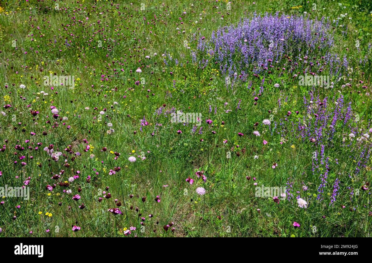 Gras, Wiesen, Feldblumen, Wildblumen auf einem Feld, Naturhintergrund Stockfoto