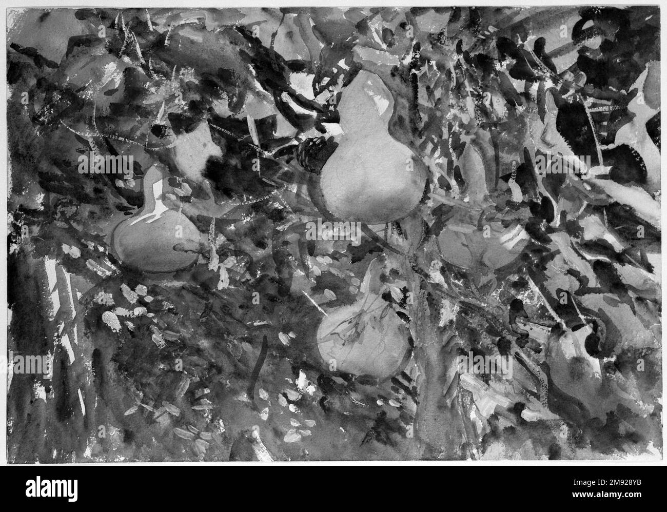 Gourds John Singer Sargent (Amerikaner, geboren in Italien, 1856-1925). Kürbisse, 1908. Undurchsichtige und lichtdurchlässige Aquarelle mit Graphitunterzeichnung, 13 13/16 x 19 11/16in. (35,1 x 50cm). Sargents außergewöhnliche Virtuosität ist in Rippchen zu sehen, gemalt auf Mallorca im Sommer oder Herbst 1908, nur wenige Monate vor dem New Yorker Debüt seiner Aquarelle. Sargent verließ sich in allen Wasserfarben seines Gartens auf das bildliche Gerüst von Skulpturenformen, um seine üppige Bilanz von lebendigem Licht zu verankern, das über Blätter und Blumen fiel. Hier die Früchte, leuchtend mit dünnen Wäschen und freiliegenden Papierflächen, Stockfoto