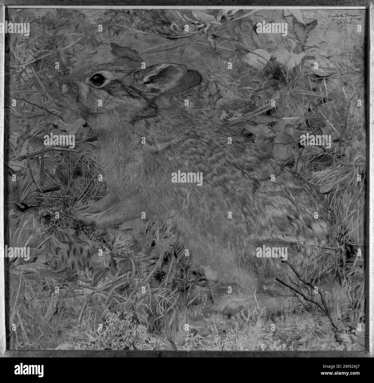 Der Baumwollschwanz-Hase inmitten trockener Gräser und hinterlässt Gerald H. Thayer (amerikanisch, 1883-1935). Der Watteschwanzenhase unter trockenem Gras und Blättern, 1904. Lichtundurchlässige Aquarelle mit Akzenten von durchsichtiger Aquarelle und Graphit auf glatt strukturierter Papierpappe, 18 3/4 x 19 1/2 Zoll (47,6 x 49,5 cm). Der Künstler-Naturforscher Abbott Handerson Thayer (1849–1921) nutzte Assistenten, darunter seine Frau Emma und sein Sohn Gerald, um sein Buch über Tiergetarnung, die verborgene Färbung im Tierreich (1909) zu illustrieren. Diese sorgfältig gerenderte Aquarellfarbe zeigt eine „Gegenschattierung“ durch Stockfoto