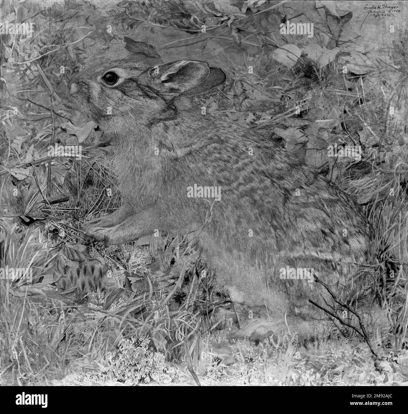 Der Baumwollschwanz-Hase inmitten trockener Gräser und hinterlässt Gerald H. Thayer (amerikanisch, 1883-1935). Der Watteschwanzenhase unter trockenem Gras und Blättern, 1904. Lichtundurchlässige Aquarelle mit Akzenten von durchsichtiger Aquarelle und Graphit auf glatt strukturierter Papierpappe, 18 3/4 x 19 1/2 Zoll (47,6 x 49,5 cm). Der Künstler-Naturforscher Abbott Handerson Thayer (1849–1921) nutzte Assistenten, darunter seine Frau Emma und sein Sohn Gerald, um sein Buch über Tiergetarnung, die verborgene Färbung im Tierreich (1909) zu illustrieren. Diese sorgfältig gerenderte Aquarellfarbe zeigt eine „Gegenschattierung“ durch Stockfoto