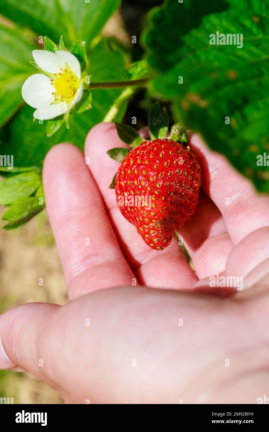 Erdbeerpflanzen im Garten haben weiße Blumen. Stockfoto