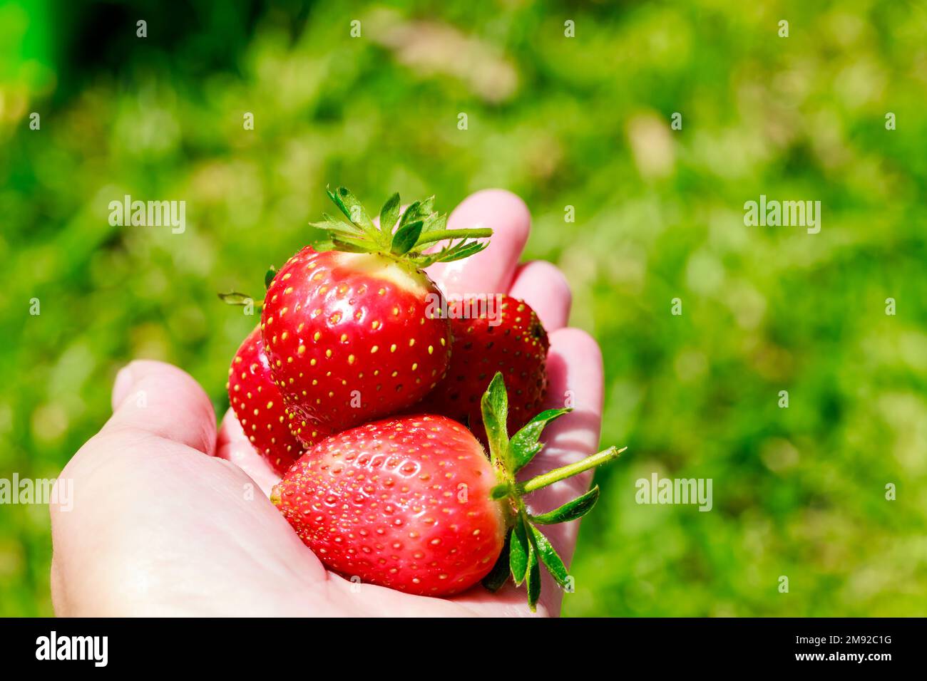 Die Frau hält große Erdbeeren, die reif und rot sind. Stockfoto