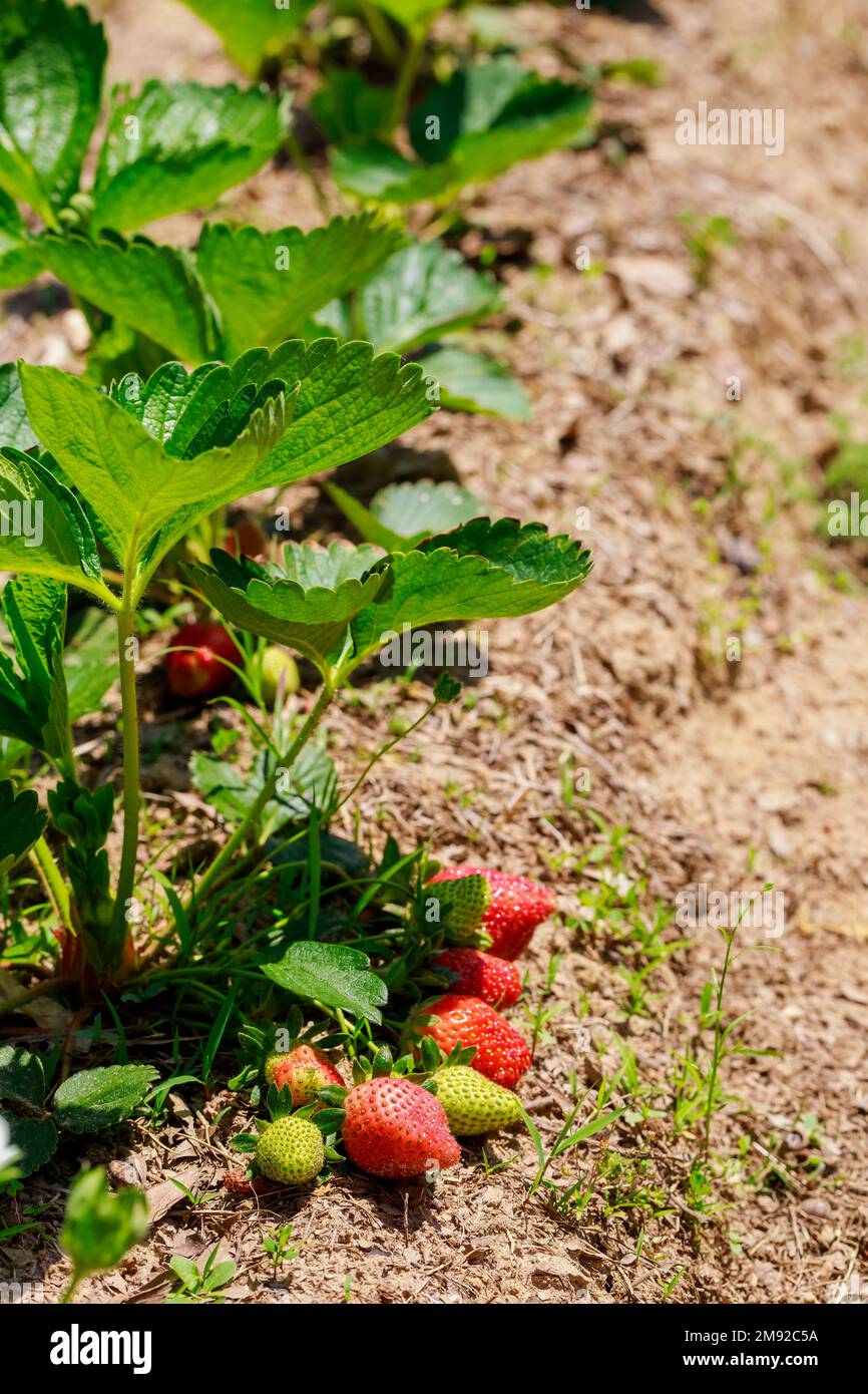 Der Garten ist voller reifer biologischer Erdbeeren. Stockfoto