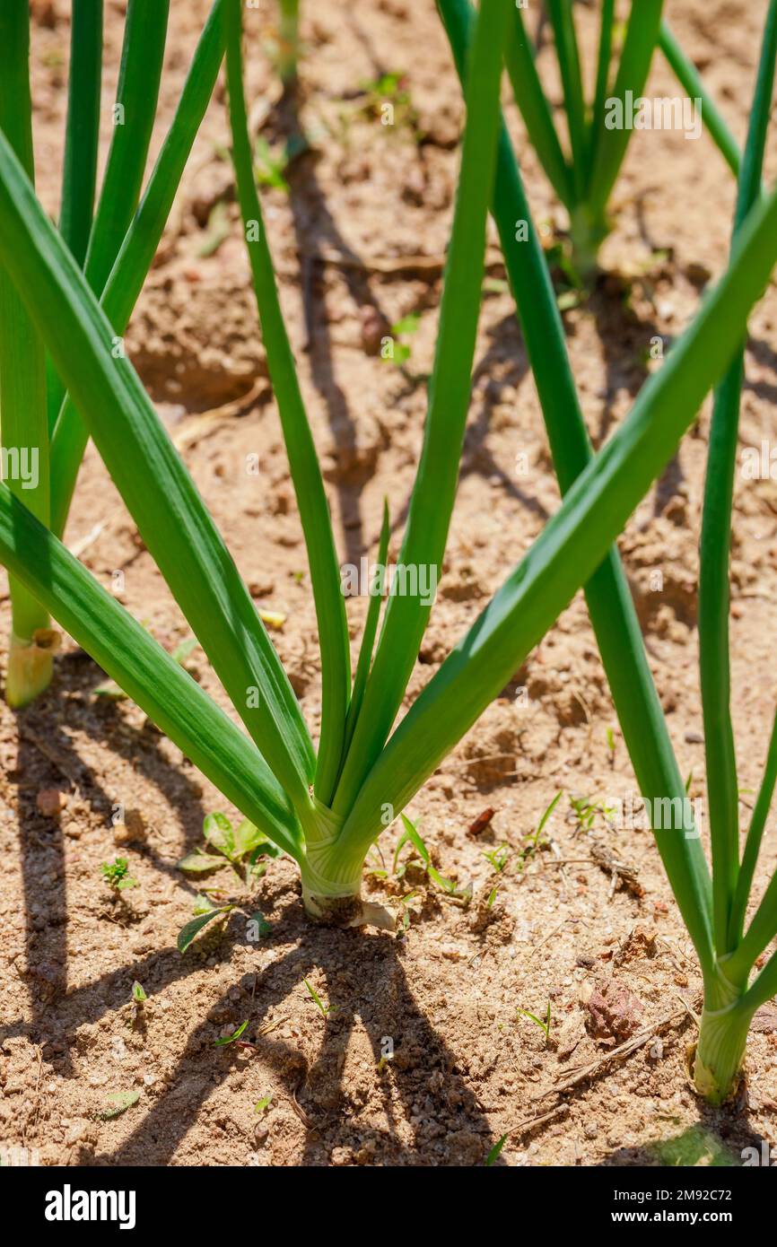 Grüne Zwiebeln wachsen in einer Reihe im Boden. Stockfoto